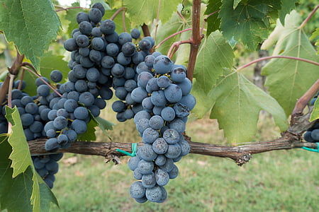 vīnkopību, vīnogu, vīna dārzu, vīnogulāju, daba, rudens, lauksaimniecība