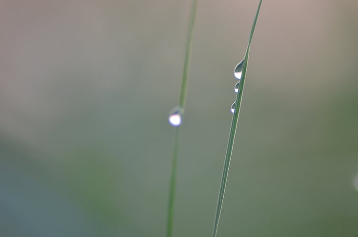 grass, rosa, blade, wet, a drop of, meadow, the fog