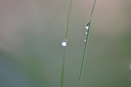 grass, rosa, blade, wet, a drop of, meadow, the fog