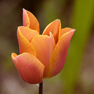 Tulip, flor, flor, floración, naranja, primavera, flora