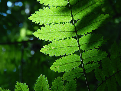 zelené listy, Sunshine, transparentní, Příroda, zelená, přírodní, jaro
