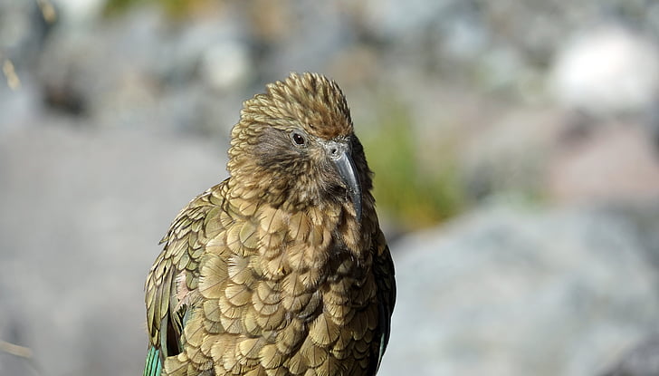 Kea, huvud, Mountain papegoja, papegoja, fjäderdräkt, Nya Zeeland, fågel