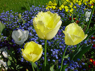bloemen, plant, Tulpen, geel, natuur, lente