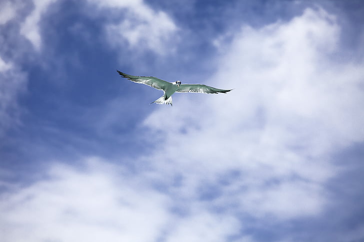 bird, common tern, flight, sky, tropical, widi islands, halmahera