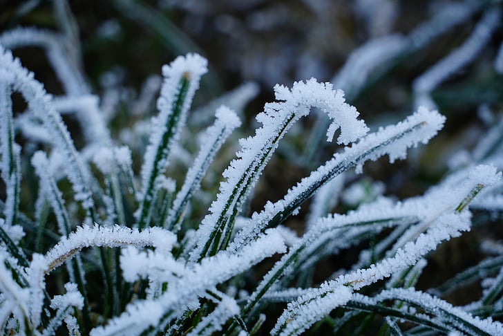 lưỡi của cỏ, sương muối, khí, đông lạnh, băng giá, mùa đông, lạnh