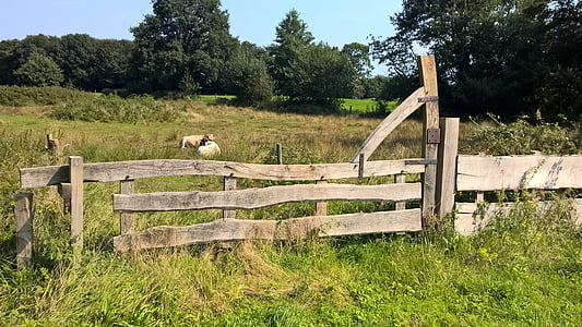 pasture, fence, cows, green, summer, landscape, forests