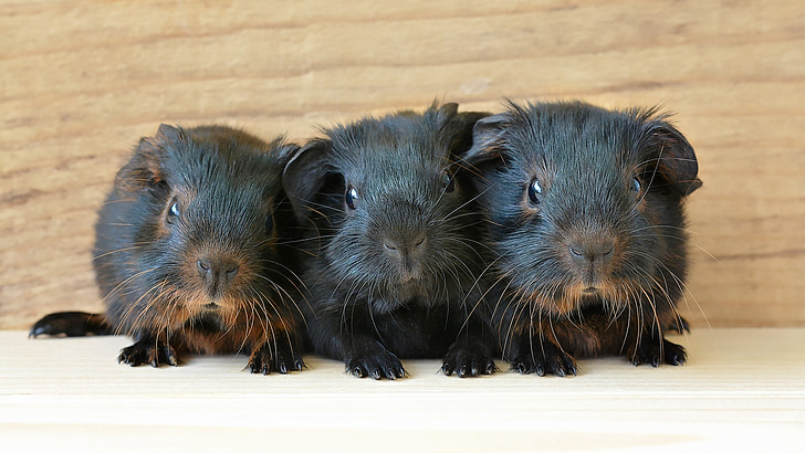 baby guinea pigs, ung dyrene, nyfødte, svart tan, svart, svart rød loh, liten