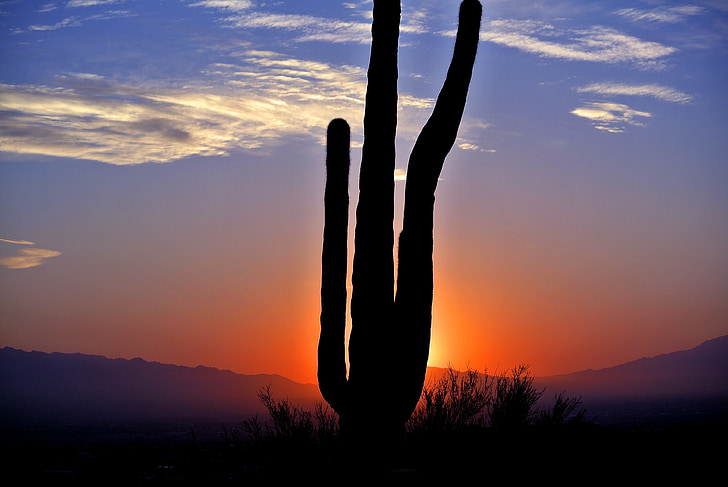 Kaktus, Wschód słońca, Pustynia, krajobraz, Natura, Arizona