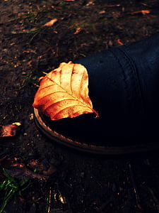 list, podzim, boty, detaily, pozadí