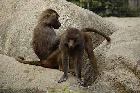 scimmia, Zoo di, animale, mondo animale, due, mammiferi, roccia
