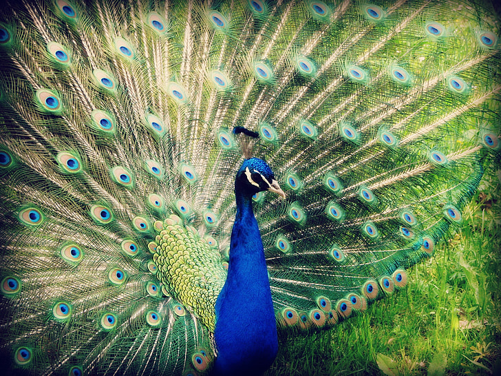 animals, bird, nature, cute, wildlife, zoo, wild