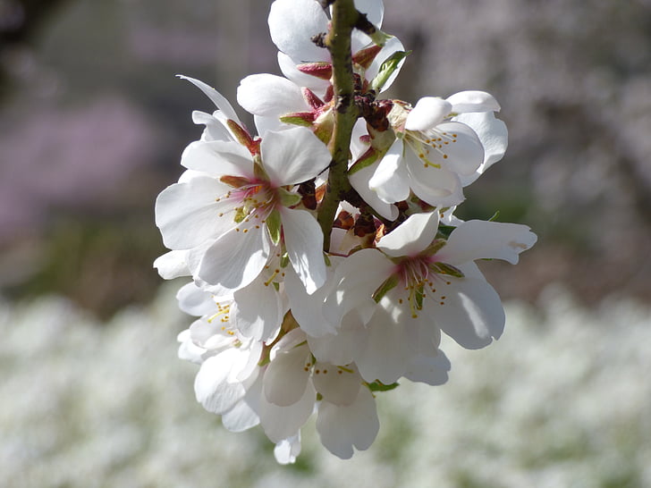 Mandelbaum, Mandel-Blume, Flowery branch, florir, Blüte, Blume, Blüte