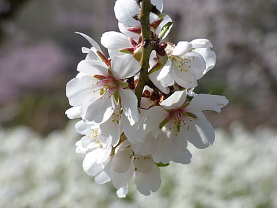 Almond tree, mandel blomster, blomstrende gren, florir, blomstrende, blomst, Blossom
