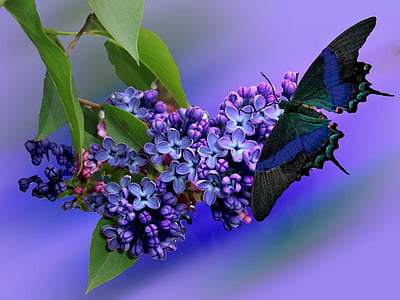 lilac, plant, nature, purple, garden, lilac branch, violet