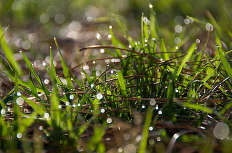 dagg, gräs, morgon, färg, naturliga, gräsmatta, våt