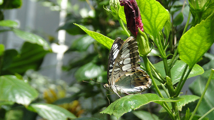 butterfly, nature, insect
