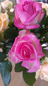 Rožė, rožės, rožinė rožė, gėlė, Gamta, gėlės, rožinė gėlė