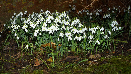 snowdrop, flowers, spring, spring flowers, early bloomer, close, nature