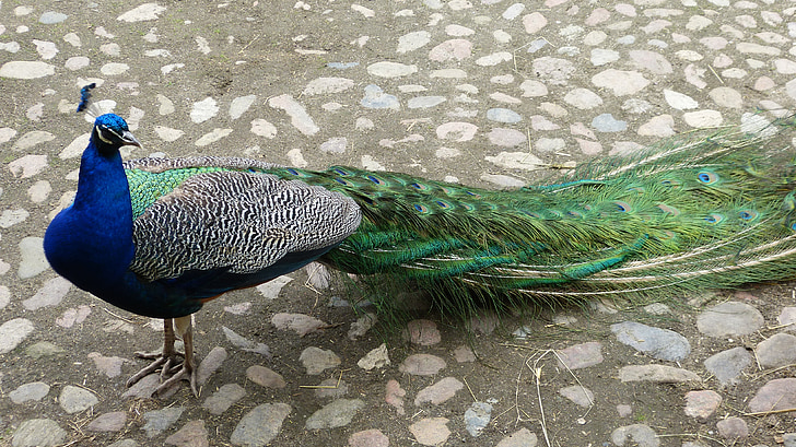 peacock, nature, bird, feather, color, beautiful, wildlife photography