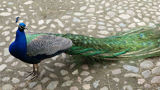 Peacock, natuur, vogel, veer, Kleur, mooie, wildlife fotografie