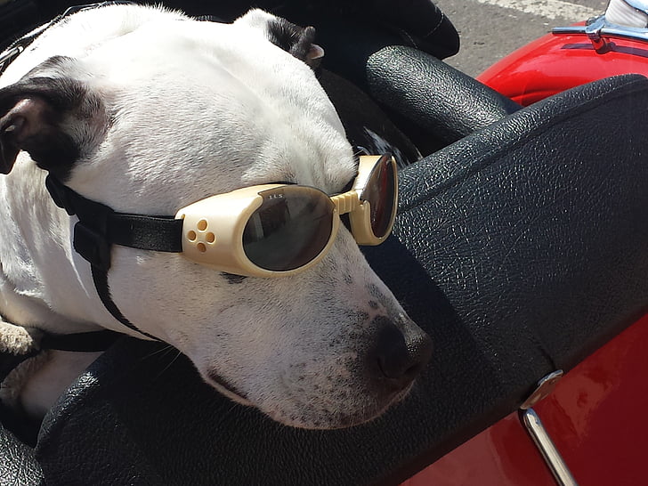 câine, ochelari, distractiv, animale, animal de casă, cu maşina, turism