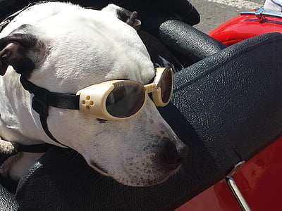kutya, szemüveg, vicces, állat, PET, meghajtó, utazás