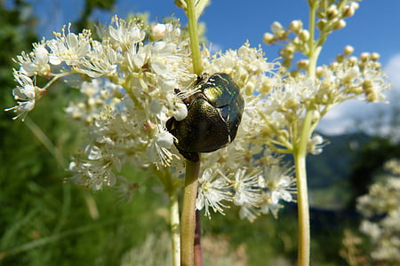 meadowsweet, rose beetle, flowers