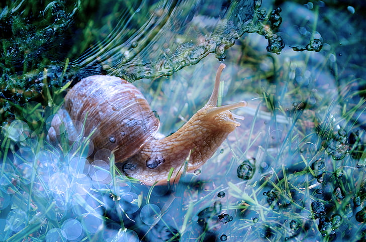 snail, shell, animal, slowly, mollusk, water, nature