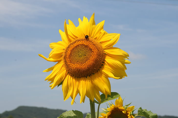 sunflower, flower, yellow, nature