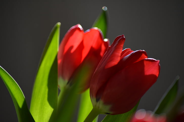 Tulipa, natureza, flor, luz de volta, vermelho, planta, pétala