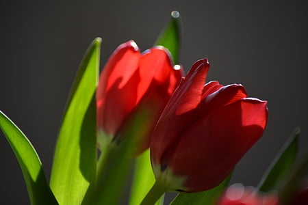 Tulip, natur, blomst, tilbake lys, rød, anlegget, petal