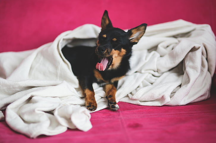 puppy, dog, pet, pets, yawn, yawning, blanket