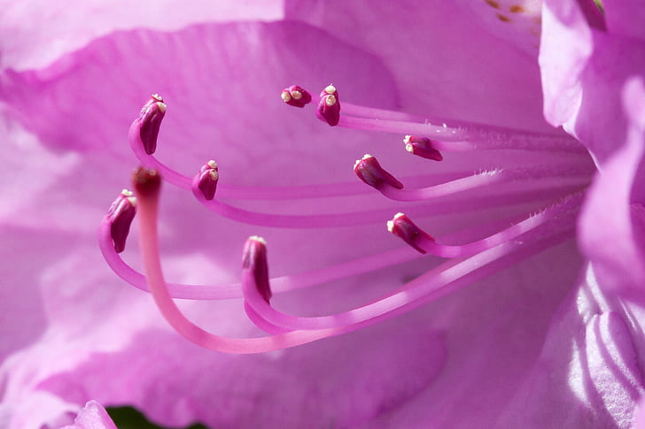 Rhododendron, jeden kvet, kvet, kvet, rodu, rodina ericaceae, ericaceae