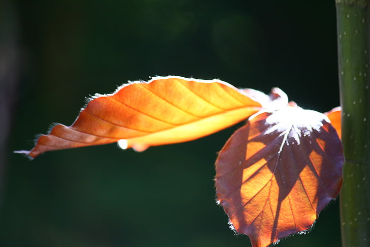 Copper beech, lämnar, träd, Leaf, naturen, hösten, gul