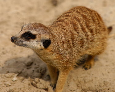 meerkat, curious, attention, vigilant, mammal, animal, cute