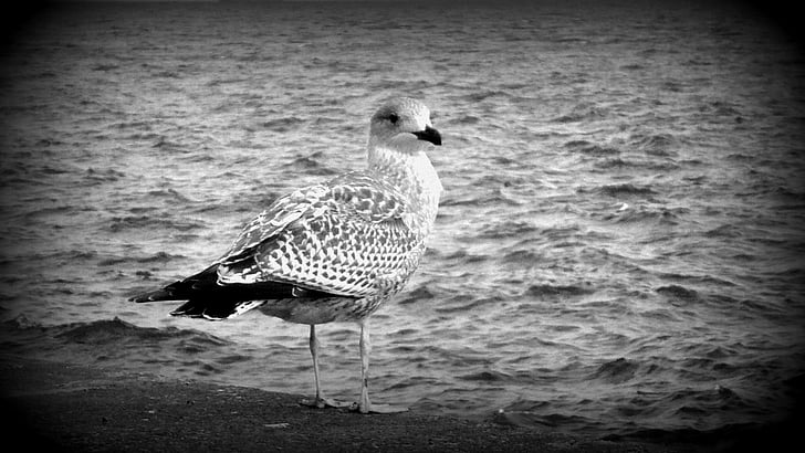 seagull, beach, the baltic sea, sea, the coast, maybe the baltic states