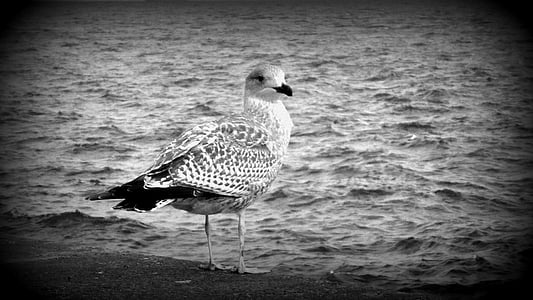 seagull, beach, the baltic sea, sea, the coast, maybe the baltic states
