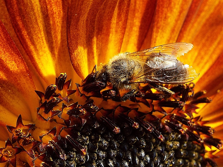 Пчела, подсолнечник, насекомое, цветок
