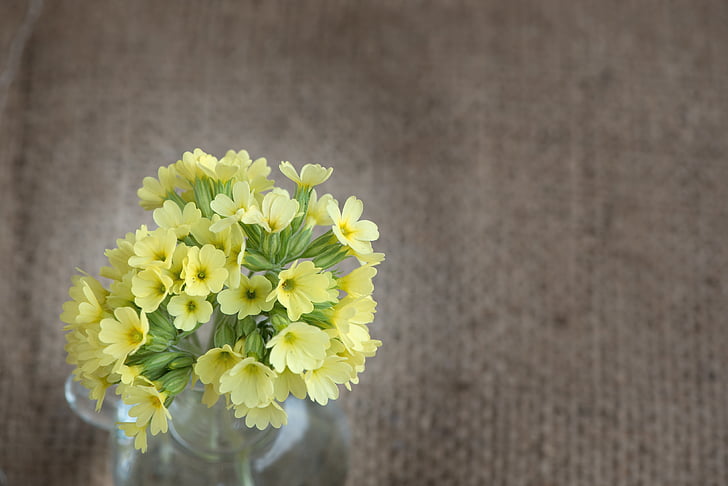 cowslip, yellow, yellow flower, flowers, yellow flowers, small flowers, pointed flower