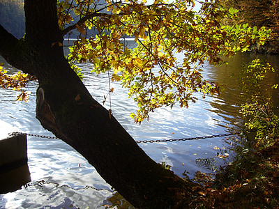 Плотина, Крибштайн, Осень, Природа, дерево, воды, на открытом воздухе