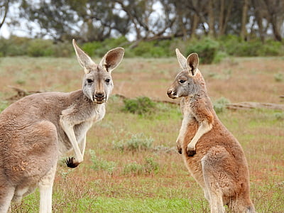 cangurus, em pé, olhando, vida selvagem, Aussie, marsupial, natureza