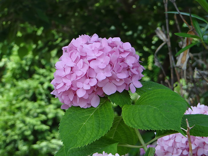 roosa Hortensia, taimed, lill, Hortensia, loodus, Flora, roosa