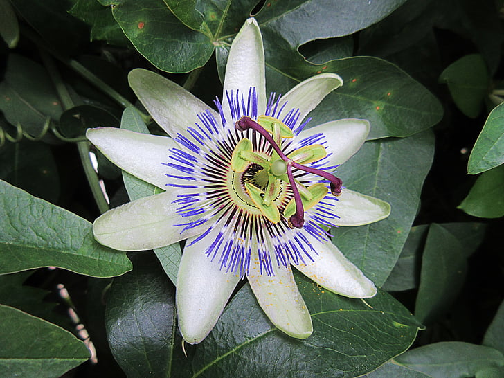 Passiflora, flor branca, estrela, natureza, close-up