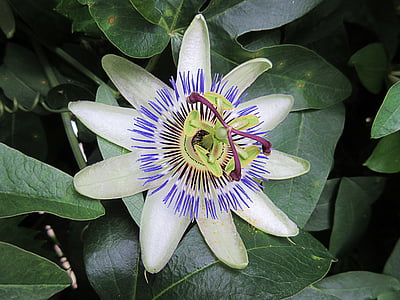 Passiflora, fiore bianco, Star, natura, Chiuda in su