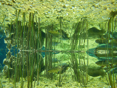 Aquari, peix, reflectint, simetria, sota l'aigua, peix d'aigua dolça, l'aigua