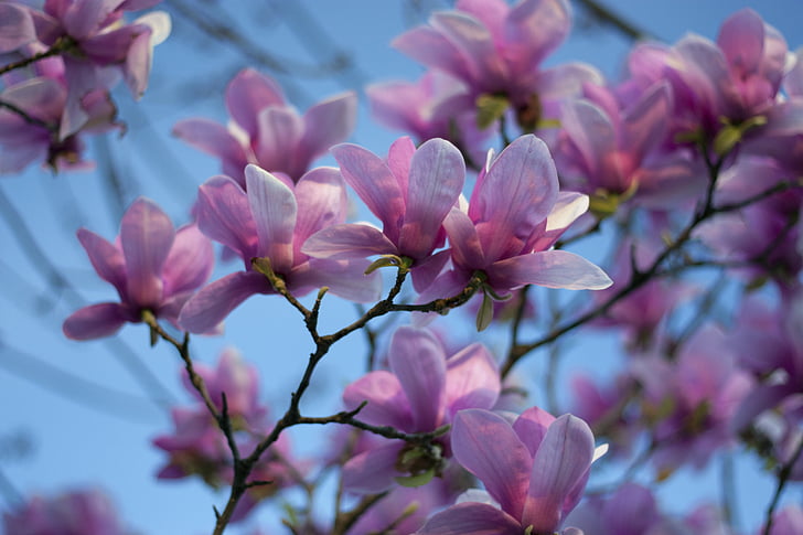 magnolia, sky, spring, tree, blossom, flower, bloom
