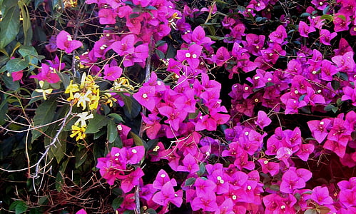 Bougainvillea, Creeper, blomster, rosa, lyse, gul