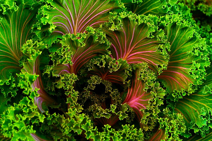 verde, rosa, foglie, Kale, vegetale, sano, cibo