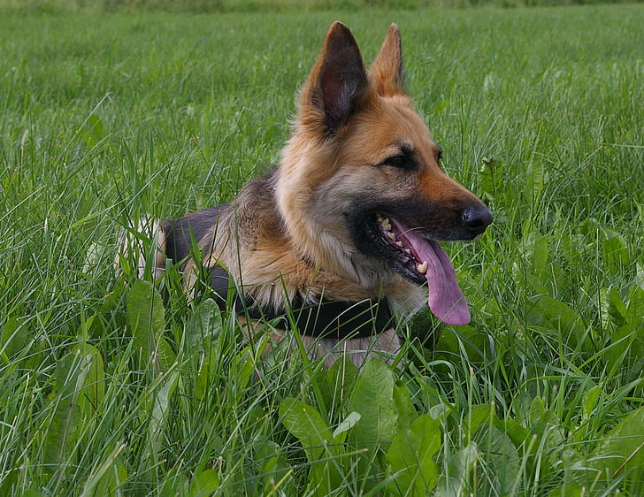 dog, rest, tired, training, pets, grass, shepherd