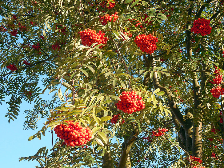 Rowan, Røn, bær, rød, aske, frugter, efterår